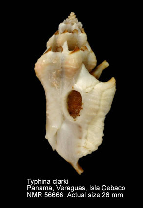 Typhina clarki.jpg - Typhina clarki(Keen & Campbell,1964)